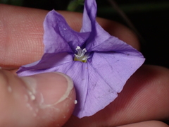 Convolvulus sabatius mauritanicus