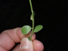 Convolvulus sabatius mauritanicus