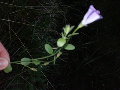 Convolvulus sabatius mauritanicus