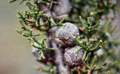 Cupressus pygmaea
