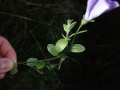 Convolvulus sabatius mauritanicus