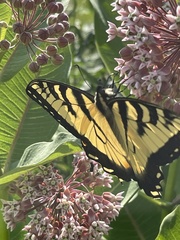 Papilio canadensis × glaucus