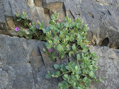 Mirabilis multiflora glandulosa