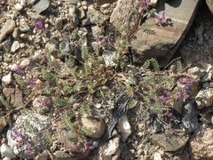 Astragalus inyoensis