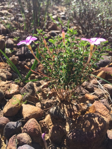Oxalis giftbergensis (Oxalis giftbergensis)