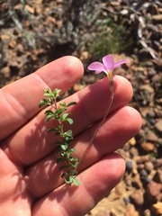 Oxalis giftbergensis