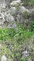 Scilla hyacinthoides