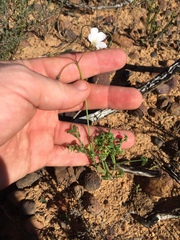Oxalis livida altior
