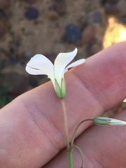 Oxalis livida altior