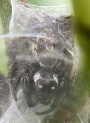 Macaroeris nidicolens