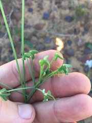 Oxalis livida altior