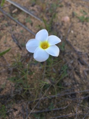 Oxalis gracilipes