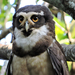 Spectacled Owl - Photo (c) NINA WENÓLI, some rights reserved (CC BY-NC), uploaded by NINA WENÓLI