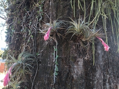 Tillandsia recurvifolia