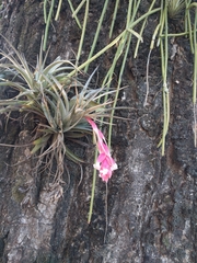 Tillandsia recurvifolia