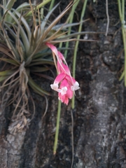Tillandsia recurvifolia