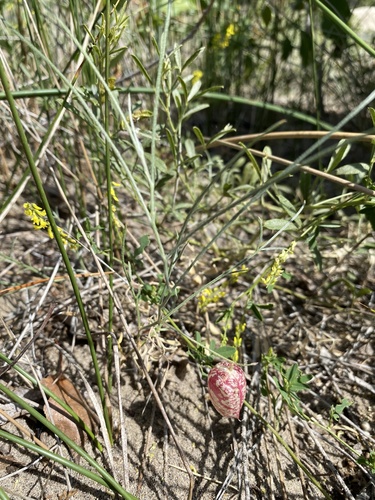 Astragalus ceramicus var. apus