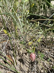 Astragalus ceramicus apus