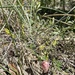 Astragalus ceramicus apus - Photo (c) Matt Berger, algunos derechos reservados (CC BY), subido por Matt Berger