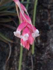 Tillandsia recurvifolia