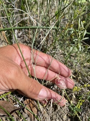 Astragalus ceramicus apus