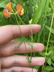 Lotus corniculatus