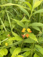 Lotus corniculatus