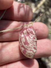 Astragalus ceramicus apus