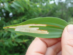 Synchysa tricincta