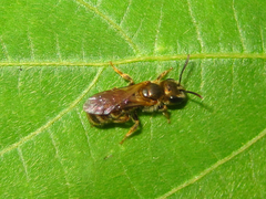 Halictus aerarius