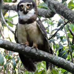 Pulsatrix perspicillata