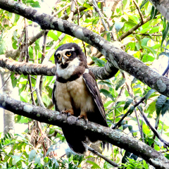 Pulsatrix perspicillata