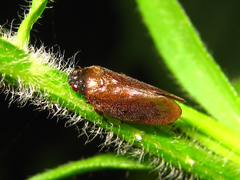 Eoscarta assimilis