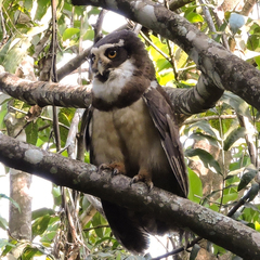 Pulsatrix perspicillata