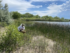 Astragalus ceramicus apus