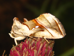 Macdunnoughia purissima