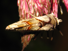 Macdunnoughia purissima
