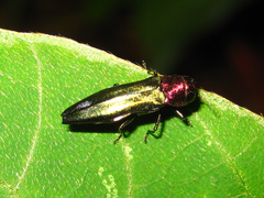 Agrilus plasoni