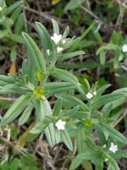 Buglossoides
