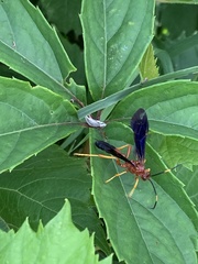 Tmetogaster nubilipennis