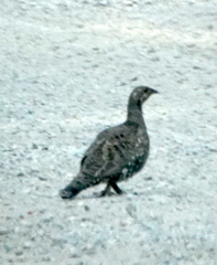 Dendragapus obscurus