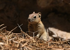 Callospermophilus lateralis certus