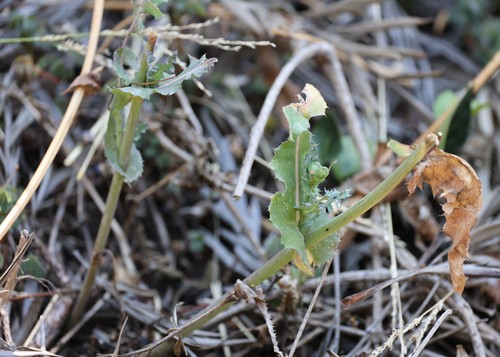 photo of Common Sow-thistle (Sonchus oleraceus)