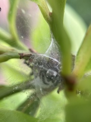 Macaroeris nidicolens