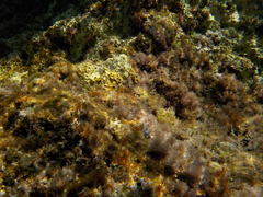 Microlipophrys canevae