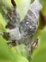 Macaroeris nidicolens