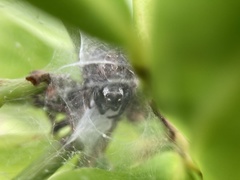 Macaroeris nidicolens