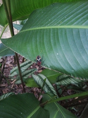 Leptoscelis tricolor
