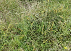 Aspalathus spinosa spinosa