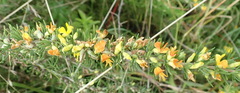 Aspalathus spinosa spinosa